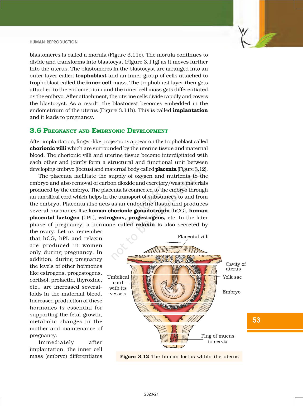 Human Reproduction Ncert Book Of Class Biology